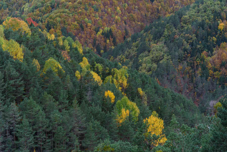 Huesca - valle de Vió 13 - bosque de la Pardina del Señor.jpg